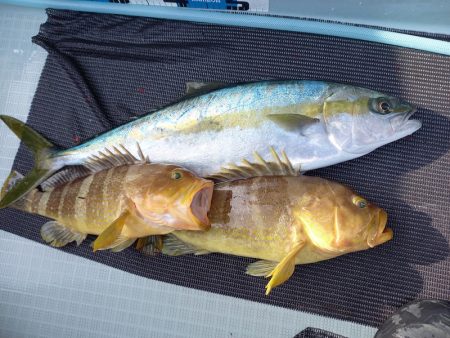 アマテラス 釣果