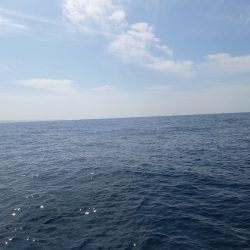 第二龍勢丸 釣果