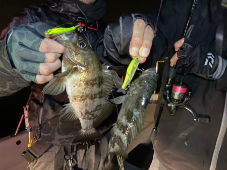 Chase(チェイス) 釣果