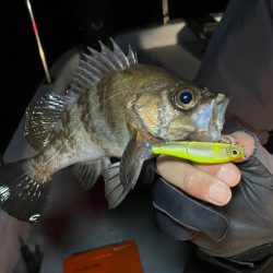 Chase(チェイス) 釣果