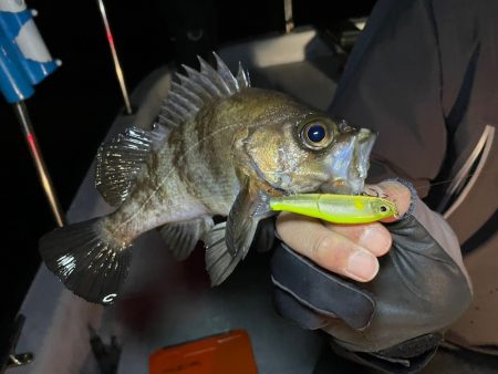 Chase(チェイス) 釣果