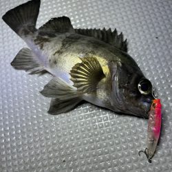 Chase(チェイス) 釣果