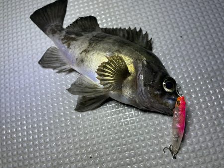 Chase(チェイス) 釣果