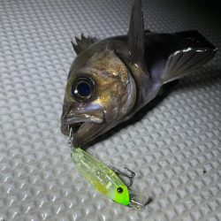 Chase(チェイス) 釣果