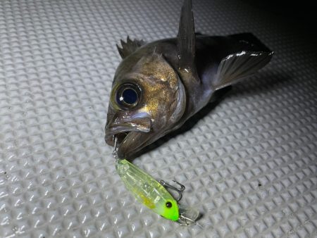 Chase(チェイス) 釣果