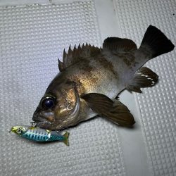 Chase(チェイス) 釣果