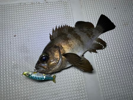 Chase(チェイス) 釣果