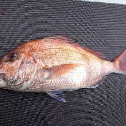 アマテラス 釣果