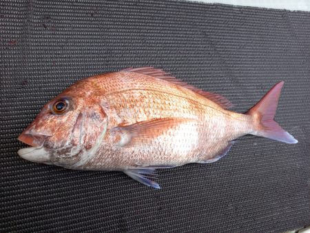 アマテラス 釣果