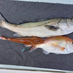 アマテラス 釣果