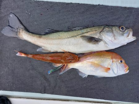 アマテラス 釣果