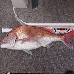 ARCADIAⅡ （アルカディアⅡ） 釣果