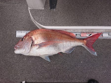 ARCADIAⅡ （アルカディアⅡ） 釣果