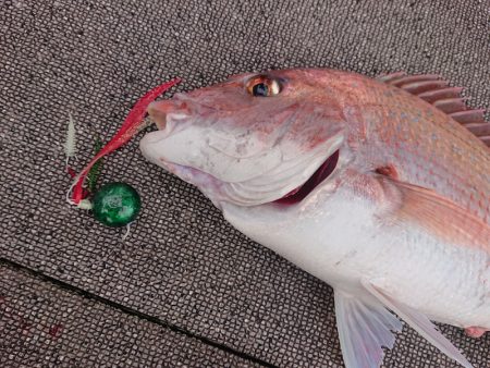 ARCADIAⅡ （アルカディアⅡ） 釣果