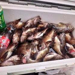 海龍丸（石川） 釣果