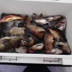 海龍丸（石川） 釣果