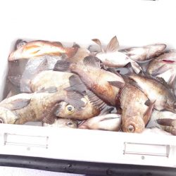 海龍丸（石川） 釣果