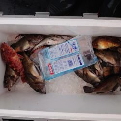 海龍丸（石川） 釣果