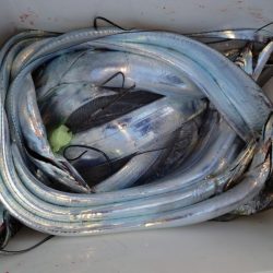 シースナイパー海龍 釣果