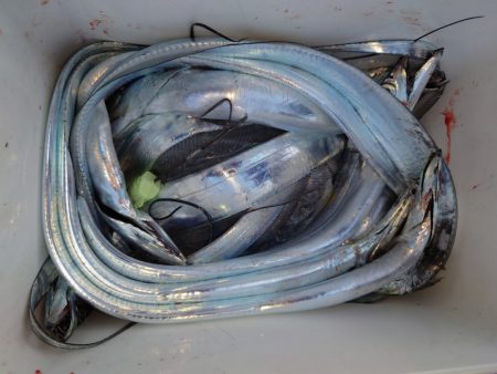 シースナイパー海龍 釣果