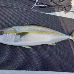 アマテラス 釣果