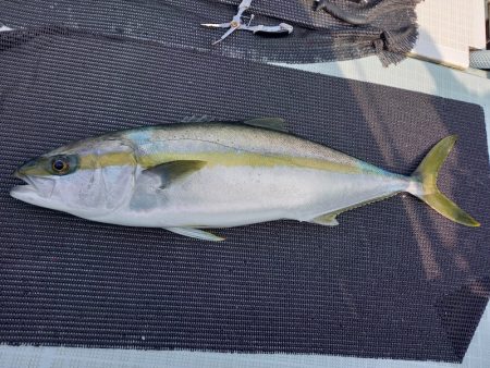 アマテラス 釣果