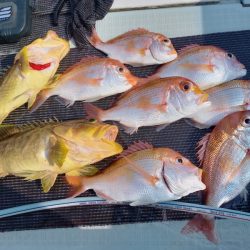 アマテラス 釣果