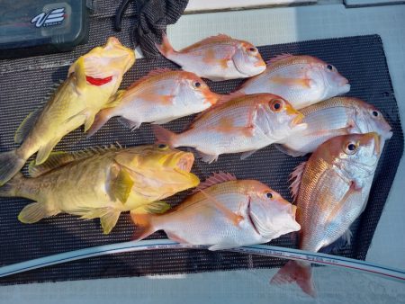 アマテラス 釣果