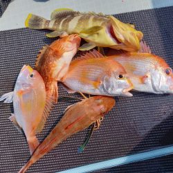 アマテラス 釣果