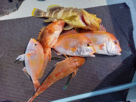 アマテラス 釣果