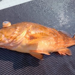 アマテラス 釣果