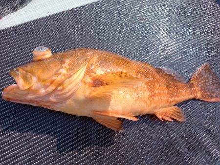 アマテラス 釣果