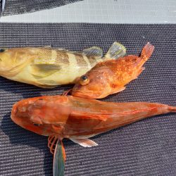 アマテラス 釣果