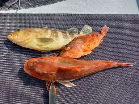 アマテラス 釣果