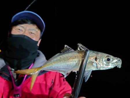 シースナイパー海龍 釣果