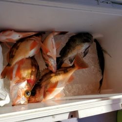 海龍丸（石川） 釣果