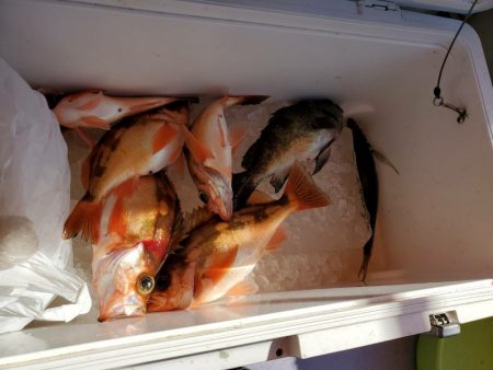 海龍丸（石川） 釣果