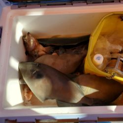 海龍丸（石川） 釣果