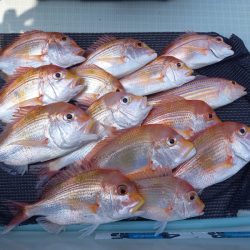 アマテラス 釣果