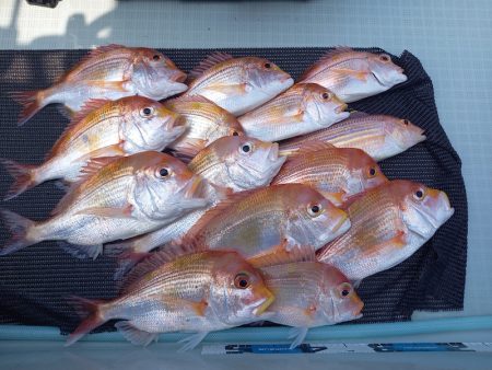 アマテラス 釣果