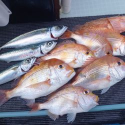 アマテラス 釣果