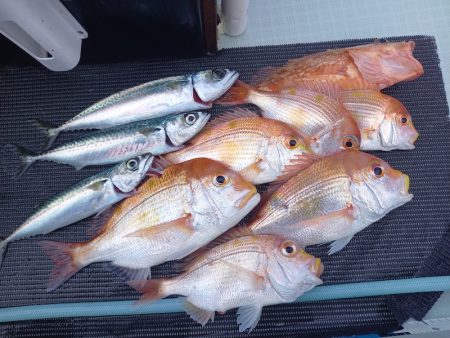 アマテラス 釣果