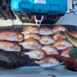 アマテラス 釣果