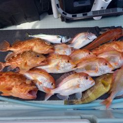 アマテラス 釣果