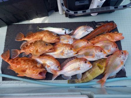 アマテラス 釣果