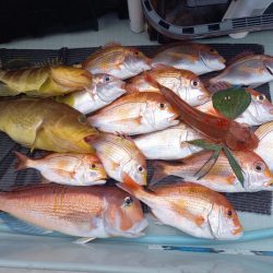 アマテラス 釣果