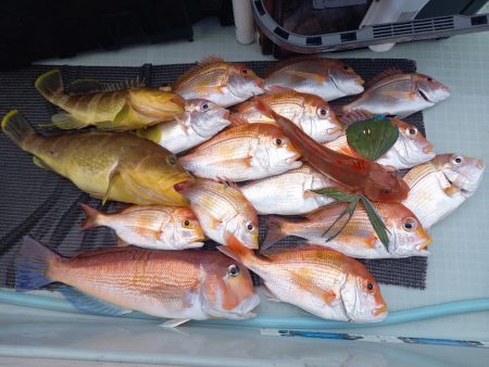 アマテラス 釣果