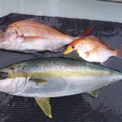 アマテラス 釣果