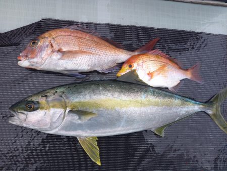 アマテラス 釣果