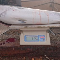 ARCADIAⅡ (アルカディアⅡ) 釣果